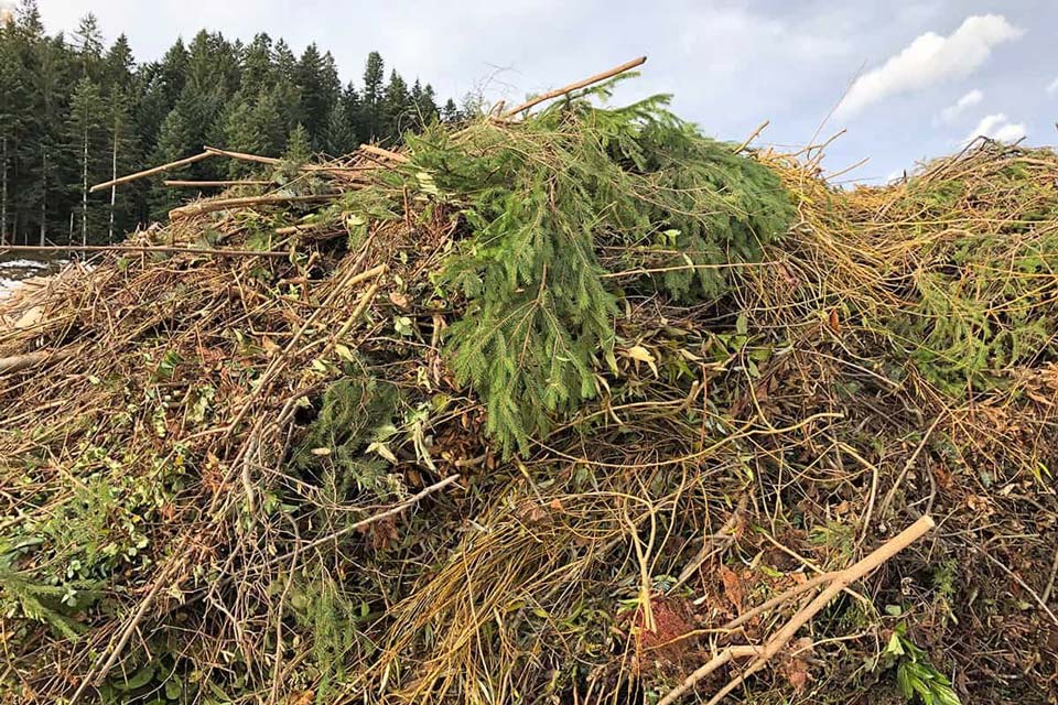 Baum- und Strauchschnitt Baum- und Strauchschnitt